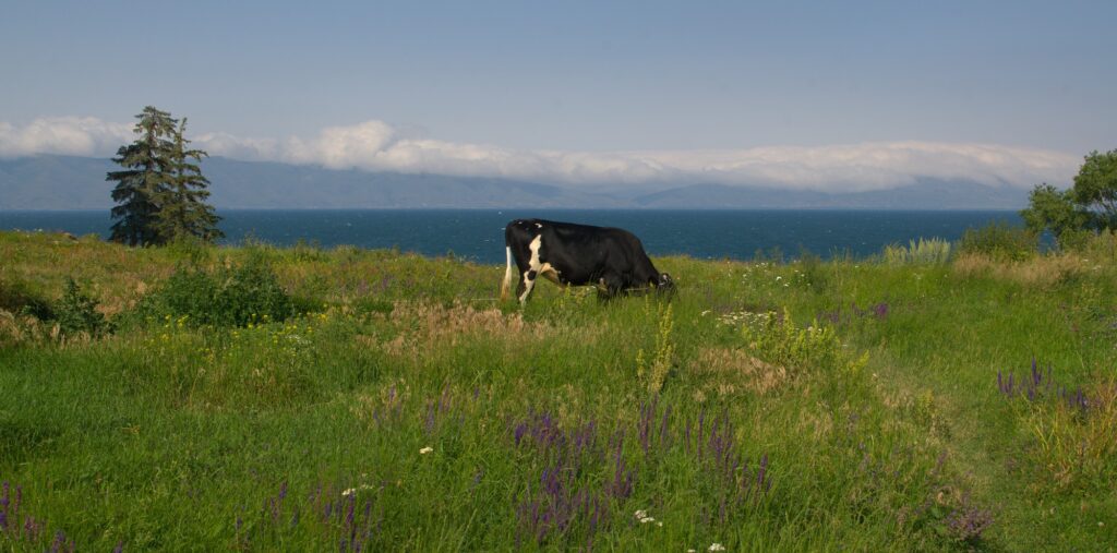 Cow at Sevan lake